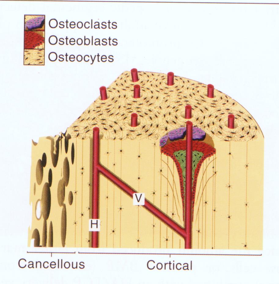 Oc: viven dentro del hueso y tienen procesos citoplasmáticos para contactarse entre ellos y con las lining cells. Detectan tensión ósea mecánica.