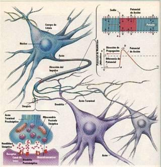 Red Neuronal Biológica Synapse Axon