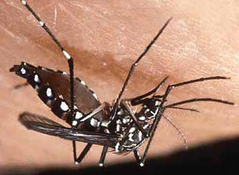 Americas Dengue Prevention Board Acelerando los Avances en el Control del Dengue: Vigilancia del Dengue en las Américas Mexico City, Mexico, January 17-19, 2008 Sponsored by: A program of: Opinions