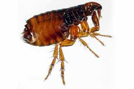 K-Othrine 2,5 EC Deltametrina (Piretroide) 25 grs./lt. Envase de 1lt Cucarachas, pulgas, zancudos, hormigas, termitas en madera seca K-Othrine 250 WG Deltametrina (Piretroide) 1 Kg., 30 ml.