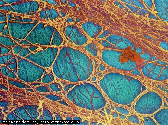 CITOESQUELETO Red de filamentos proteicos del citosol que ocupa el interior de todas las células animales y vegetales.