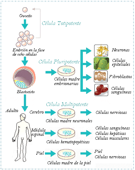 Esquema simplificado de la clasificación de células madre según la capacidad de diferenciación En resumen, las células madre totipotentes tienen la capacidad de desarrollar un