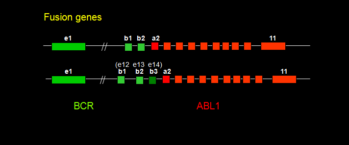 Gen de fusión BCR-ABL1 puede
