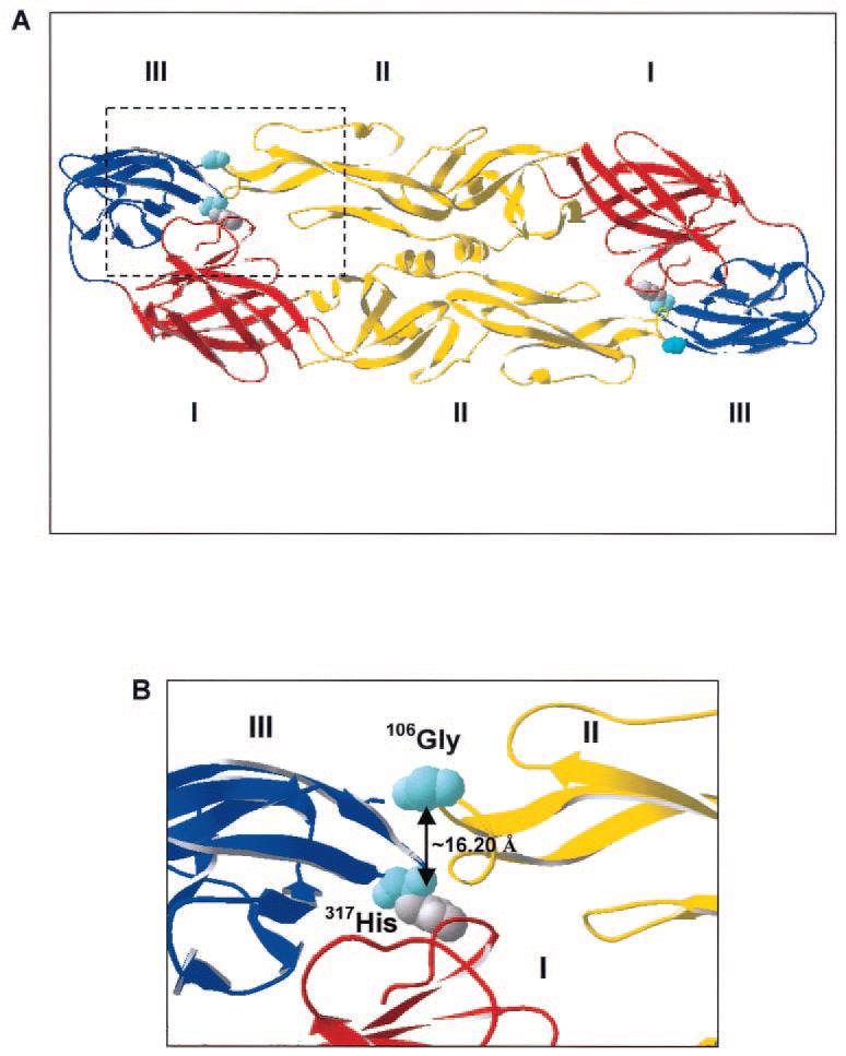 Dominios I y II : Son péptidos discontinuos que se conectan entre si por péptidos de unión conocidos como bolsillo de unión o EDI/EDII