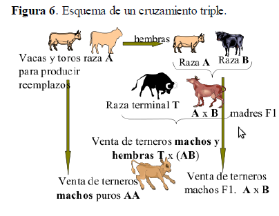 entonces se podría mantener un 45% de vacas cruzas para aparear con razas terminales (T), donde se podría usar la complementariedad Este sistema explota en un 75% del rodeo la heterosis individual y