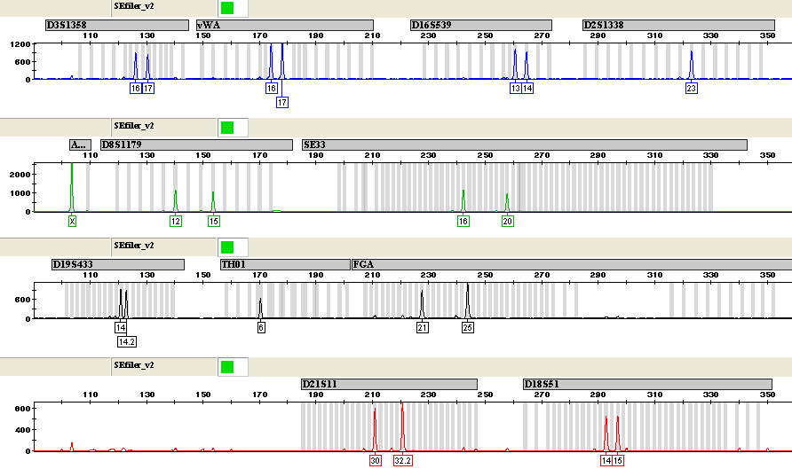 1.1.3 Microsatélites STRs (Short Tandem Repeats). Los microsatélites o STRs son secuencias de ADN repetidas de 2 a 6 pb que se encuentran dispersas a través del genoma.
