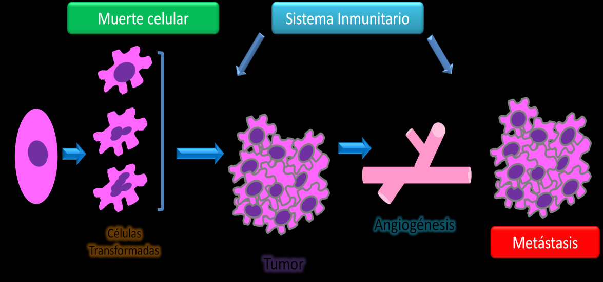 Introducción Figura 2 El sistema inmunitario es capaz de reconocer células transformadas y lisarlas.