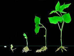 La madurez fisiológica ocurre cuando la planta ha completado su ciclo de vida y se puede arrancar o cortar sin consecuencias negativas en la fisiología y peso de la semilla.