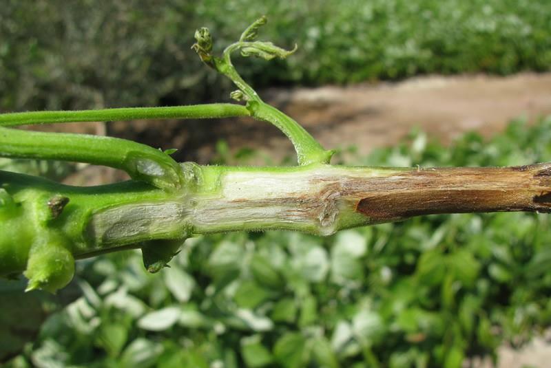 B.-ENFERMEDADES - 9-1.-PUDRICIÓN DE RAÍCES Y TALLOS: Rhizoctonia Solani (Chupadera fungosa) Esta enfermedad ataca raíces; las plantas afectadas son más pequeñas y están marchitas.
