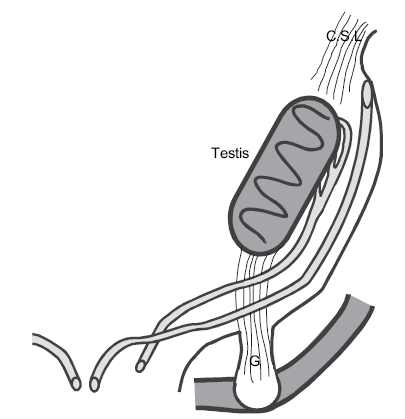 estructura del conducto de Wolff su diferenciación posterior en epidídimo, deferente, vesícula seminal y conducto eyaculador depende de los Figura 3 andrógenos secretados por las células fetales de