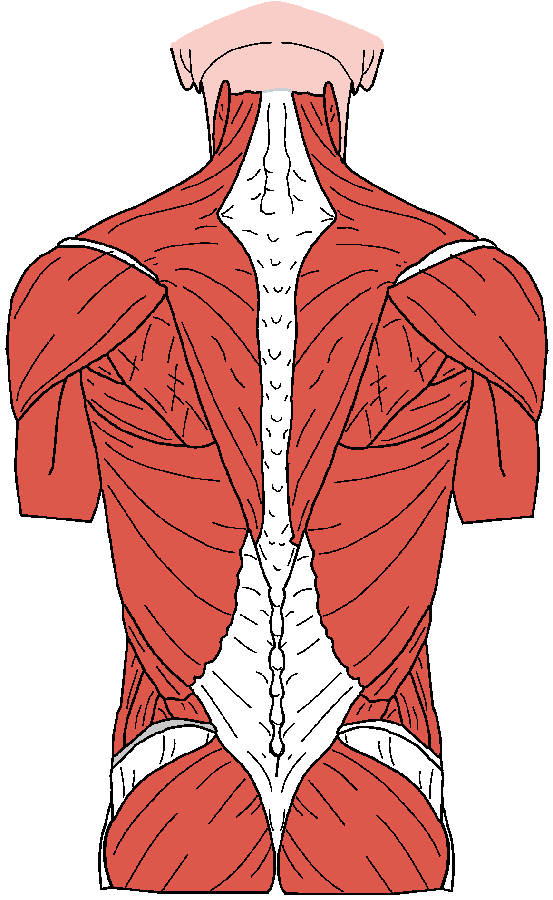Estructura de la Espalda: Músculos Hay aproximadamente 400 músculos que ayudan a sostener la columna vertebral