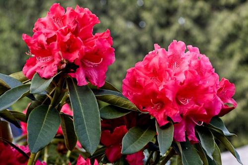 Imagen original de flores rosas La misma imagen con Saturación de color cambiada al 66% La misma imagen