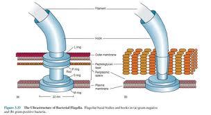 Flagelos: Son apéndices filamentosos relativamente largos que propulsan a las bacterias.