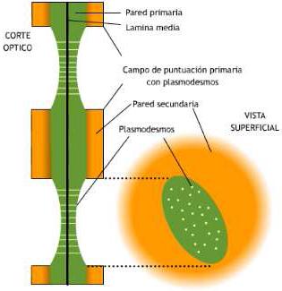 PARED CELULAR La pared celular es una gruesa cubierta situada sobre la superficie externa de la membrana.
