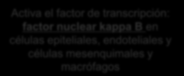 Activa el factor de transcripción: factor nuclear kappa B en células epiteliales, endoteliales y células