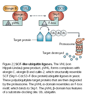 La proteina VHL (pvhl) Viaja continuamente entre nucleo