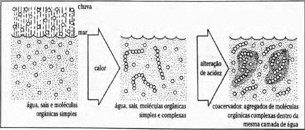 iban formando estas sustancias, se fueron acumulando en los mares, y al unirse constituyeron sistemas microscópicos esferoides delimitados por una membrana, que en su interior tenían agua y