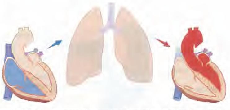 El lado derecho del corazón recibe y bombea hacia los pulmones sangre pobre en oxigeno.