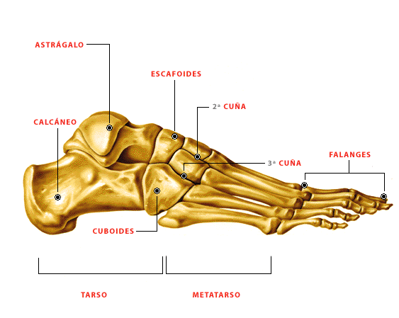 Grafico 2: Articulaciones del pie Fuente: Anatomía