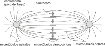 Hacia el final de este proceso, se produce la división o clivaje del citoplasma ( citocinesis ) y las dos células hijas se separan, de modo que cada una no sólo contiene un complemento cromosómico