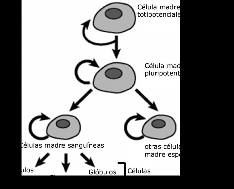 muchos tipos de células diferentes. Este proceso es lo que se conoce como diferenciación celular o transformación.
