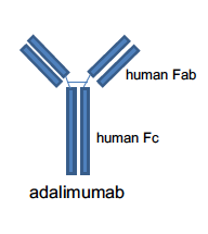 Anti TNF de 1º generación Adalimumab Ac monoclonal anti TNF alfa humanizado Se une con alta afinidad a TNF alfa soluble y de membrana Respuesta ACR20 a 24