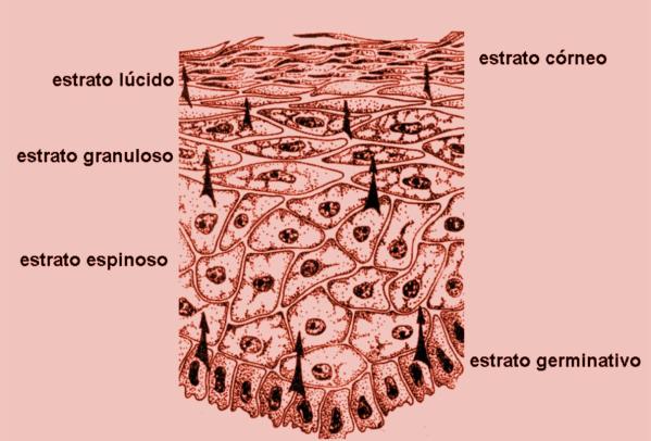 Los melanocitos: son de origen nervioso, poseen prolongaciones dendríticas que se sitúan en la capa más profunda de la epidermis y se denominan así porque fabrican un pigmento denominado melanina.