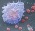 No tienen núcleo, por lo que se consideran células muertas. Los hematíes tienen un pigmento rojizo llamado hemoglobina que les sirve para transportar el oxígeno desde los pulmones a las células.