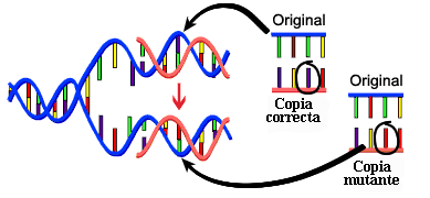 El ADN como material genético El material genético debe ser capaz de proporcionar una fuente de variabilidad a través del proceso de mutación.