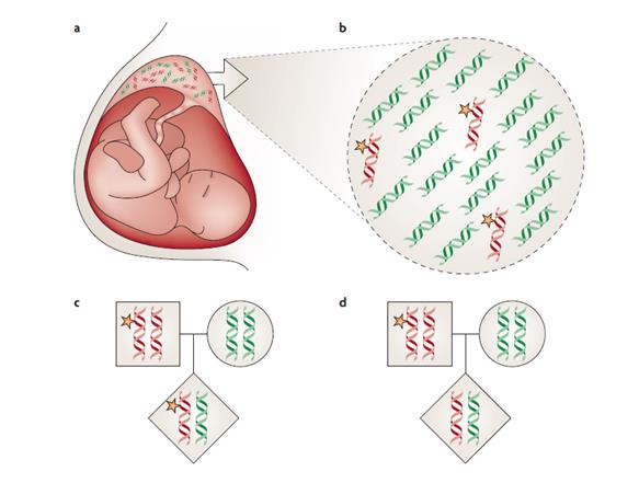 UTILIDAD DEL ADN CIRCULANTE EN EL DIAGNÓSTICO PRENATAL Representación de las posibilidades de herencia fetal de un gen heterocigoto en el padre.