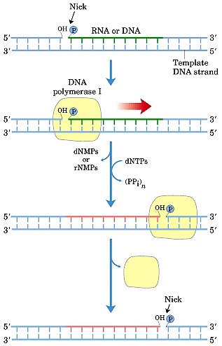 Marcación por nick translation DNasa I (nicks al azar ) DNA pol (DNA 5' 3' usando el 3'-OH del nick como primer.