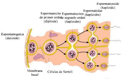 Técnico Superior Sanitario de Laboratorio de Diagnóstico Clínico La espermatogonia se asienta sobre la membrana basal, su contenido nuclear es denso y presenta un nucleolo prominente.