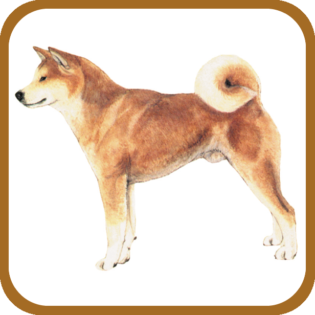 GRUPO 5 Perros tipo Spitz y tipo Primitivo Akita-Inu Es una raza de aspecto imponente y de gran distinción, su origen es muy antiguo, difundido en la región japonesa de Akita.