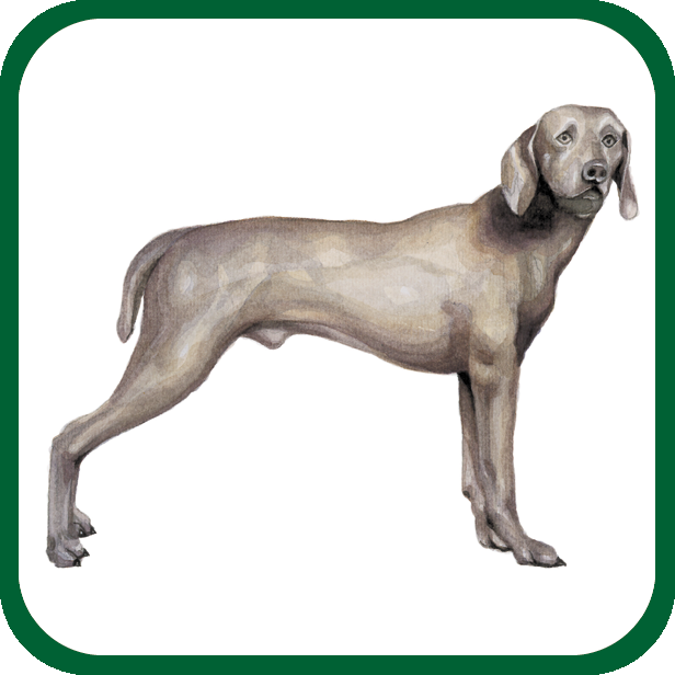 GRUPO 7 Perros de Muestra Weimaraner Fue originado en el siglo XVIII en el condado de Weimar, Alemania.