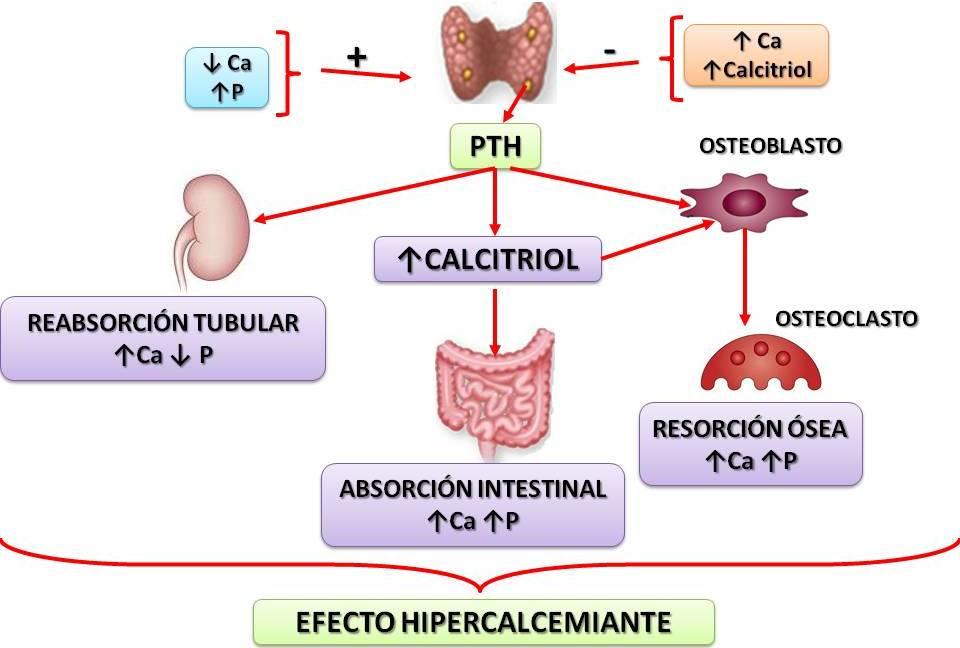 La PTH mantiene la homeostasis del calcio en parte estimulando la osteoclastogénesis, para liberar calcio del tejido óseo al medio extracelular.