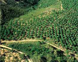 incluyendo áreas incendiadas, talas, roquedos, dunas y playas. La categoría de superficies forestales y naturales en Andalucía ocupa para el año 1999 un total de 4.300.762 ha.