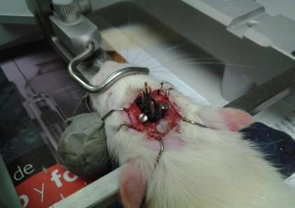a) b) Figura 1. a) Fotografía que muestra los puntos de implantación de los electrodos en el cráneo de la rata; b) fotografía que muestra los electrodos ya implantados.