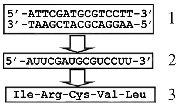 20. Escriba la secuencia de aminoácidos que se puede originar a partir del ARN mensajero siguiente [0,25]: Si en la secuencia de ADN se produjera una alteración que cambiase en este ARN la U señalada
