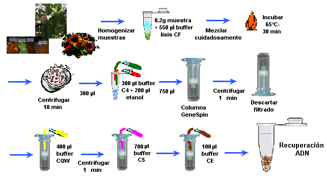 Anexo 1 Métodos de extracción de ADN Figura 17.