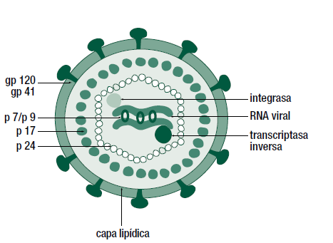 hidrofóbico en la mitad del gp41, el cual sirve para anclar las proteínas a la doble capa de lípidos de la envoltura viral.