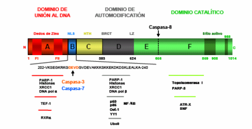 Introducción la base de datos del NCBI. Los dominios más característicos de los diferentes miembros de la familia se representan con casillas de colores.