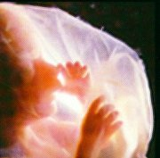 Veintiseis Veintiocho Semanas La mano es ya una diminuta y exquisita obra de arte. El feto mueve y ondea sus brazos. Un dedo que toca los labios precipita el reflejo de succión.