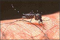 Muestras negativas para dengue en pacientes con dolor articular grave. Muestras de pacientes con enfermedad clínica compatible en áreas geográficas sin circulación activa de dengue.