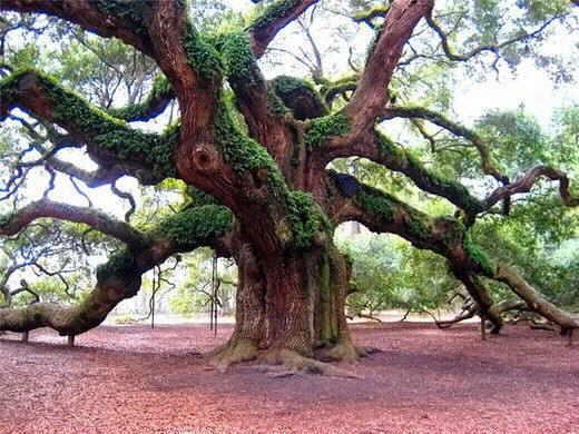 EL ROBLE (entrega 1) El roble común es denominado científicamente como la especie Quercus robur, originaria de la costa atlántica de Europa y hoy esparcido por América y Asia 1.