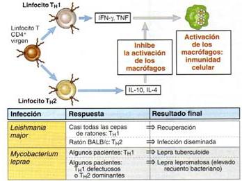 Inmunología celular y