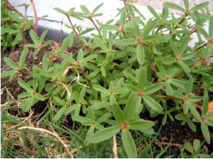 Cortadeira selloana (Cortadera o Pampas Grass) Especies adicionales