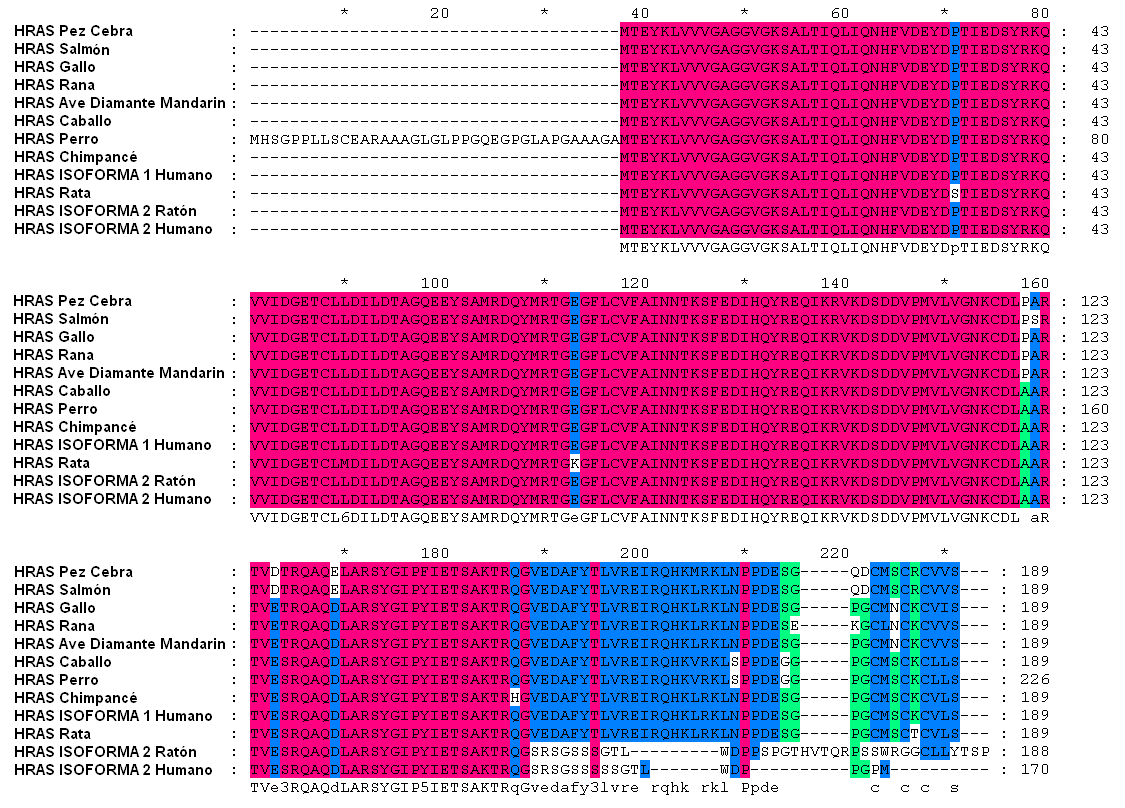 Figura 19. Regiones conservadas y variables de Hras: En esta figura se muestra el alineamiento múltiple de Hras. Se alinearon 12 proteínas que se distribuyen en los reinos Animalia.