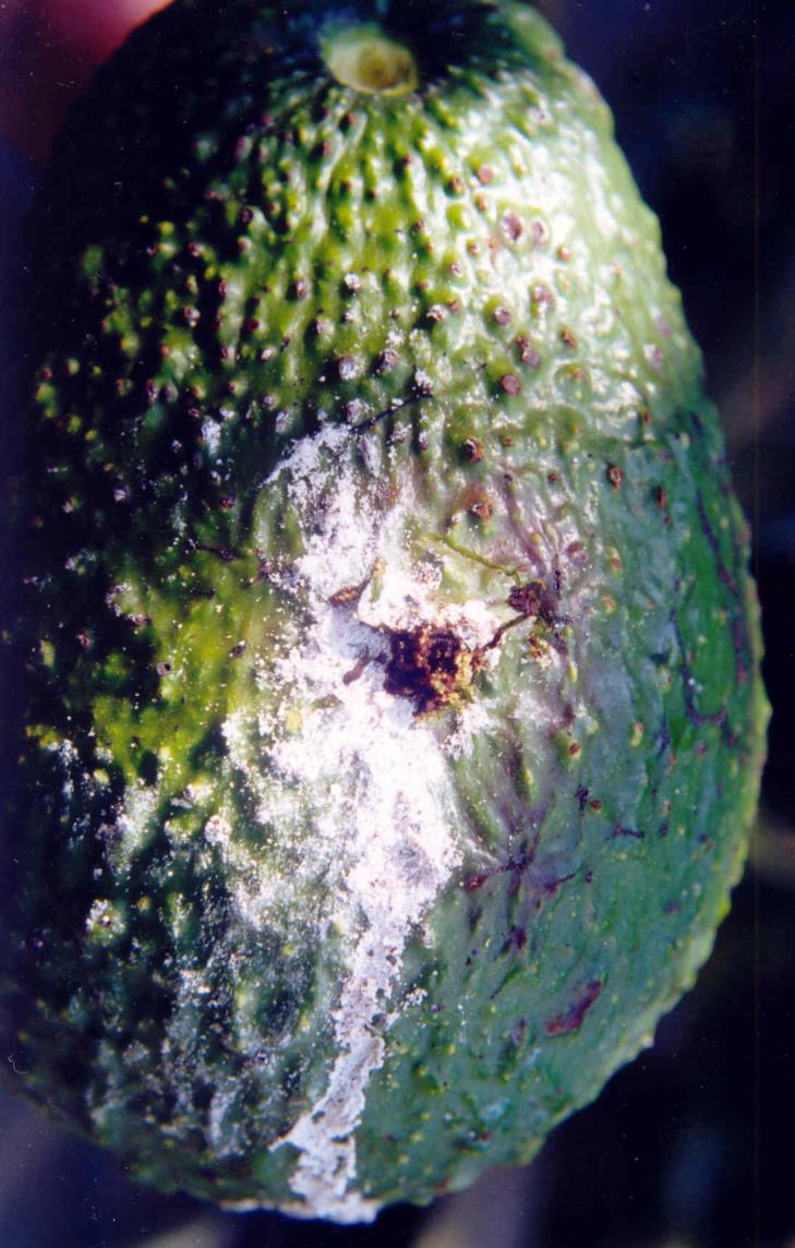 Conotrachelus perseae La larva se introduce en el fruto cuando está en desarrollo y