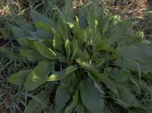 21. Falso cardo negro (Carduus acanthoides) 8. Flor amarilla (Diplotaxis tenuifolia) 17.