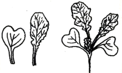 Mostacilla (Rapistrum rugosum) 6.